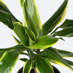 Dracena Gold Coast