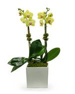 Large 2 Stem Orchid with W/B/G Pot