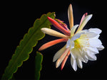 Queen Of Night Cactus