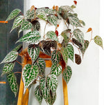 Piper Crocatum - Bark & Vine