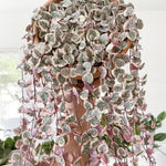 Variegated String Of Hearts