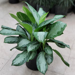 Aglaonema Silver Bay