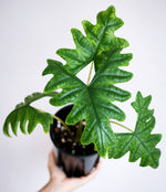 Alocasia Jacklyn