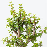 portulacaria afra Jade Pole