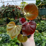 Begonia Red Fred