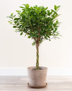 Ficus Daniela