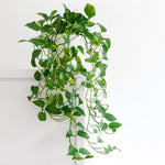 Green Pothos