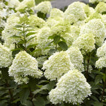Limelight Hydrangeas