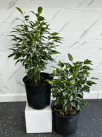Ficus Benjamina (Varigated)