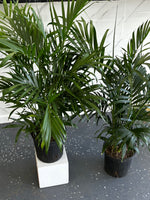 Areca Palm