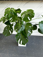Monstera