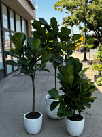Fiddle Leaf Fig