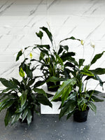 Peace Lily