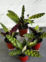 Calathea