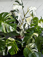 Thai Constellation Monstera