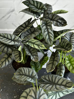 Silver Dragon Alocacia