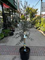 Olive Tree