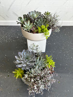 Succulents w/ Colorful Round Ceramic Pot
