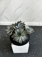 Set of Succulents W/ Black Round ceramic Vase