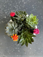 Set of Mixed Succulents & Cactus w/ White around Ceramic Vase