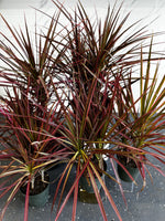 Dracaena Marginata