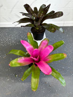 Bromelia Neoregelia Romance