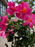 Mandevilla Vine