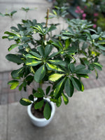 Dwarf Umbrella Tree