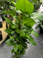 Pothos Pole