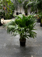 Fan Palm