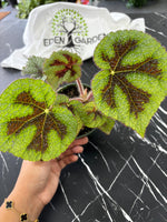 Iron Cross Begonia