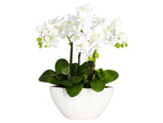 5 white orchids in pot