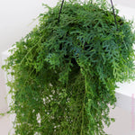 Peacock Fern Rainbow