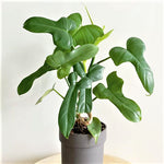 Panduriforme philodendron