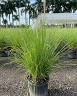 Fountain Grass