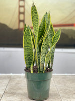 Snake Plant