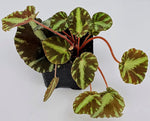 Begonia Cleopatra
