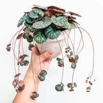 Variegated Strawberry Begonia
