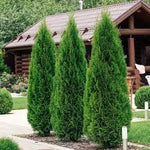 Arborvitae’s