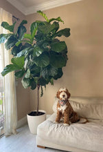 Fiddle Leaf Tree