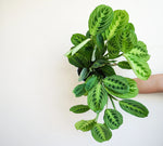 Marantha Prayer Plant