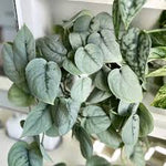 Scindapsus Silver Platinum