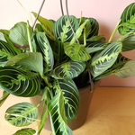 Lemon Lime Calathea