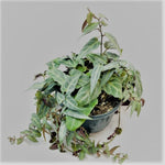 Jungle Vine Pothos