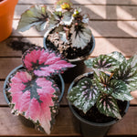 Begonia Rex