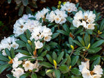 Rhododendron