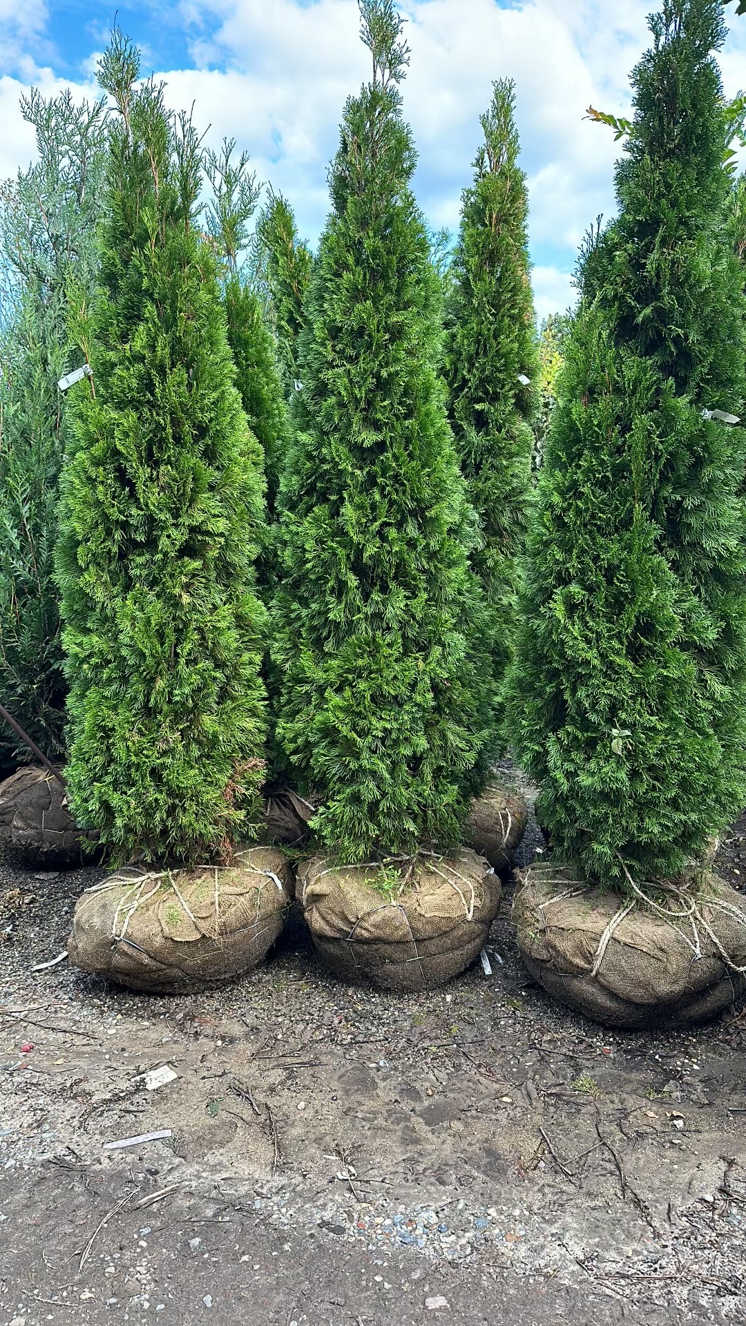 Arborvitae’s