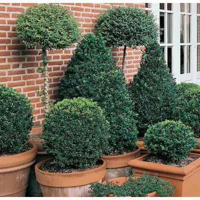 1, 2, 3 Ball Boxwoods