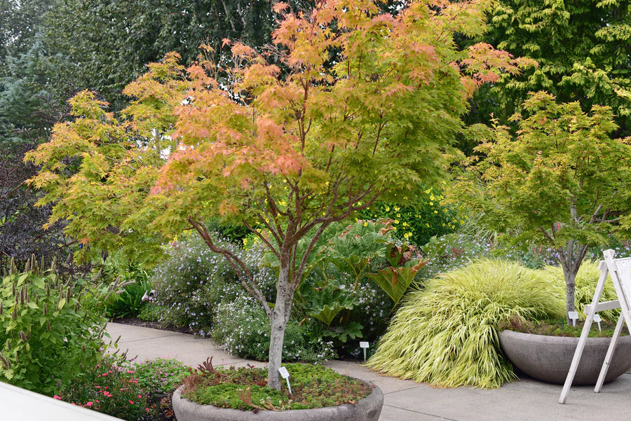 Japanese Maple