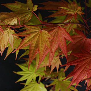 Japanese Maple